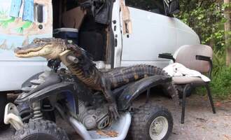 Meet Rambo, the Leather Jacket Wearing, ATV Riding Alligator