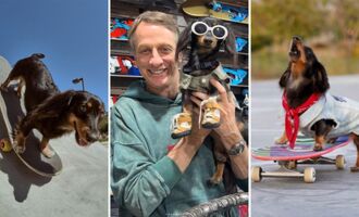 Rowdy Dachshund is the Official Skateboarding Sausage Dog of Summer