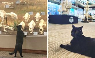 Sir Indiana Bones: From Shelter Cat to Museum Manager