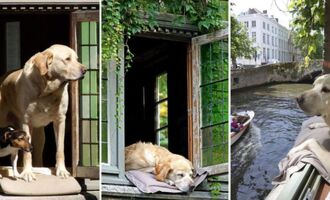 The Story of Fidel, the Celebrity Dog of Bruges, Belgium