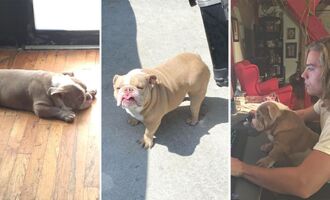 Disney Star Dylan Sprouse Morns the Death of Magnus, His English Bulldog