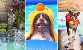 Interview with Thor the Brown Boston – The Super Swimmer Dog