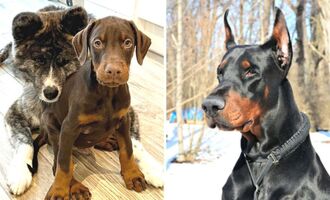 Suki and Dante Show Us What a Natural, Uncropped Doberman Looks Like