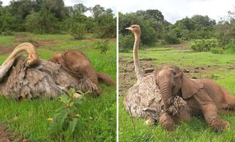 The Story of Jotto and Pea: The Baby Elephant and Ostrich Orphans That Became Best Friends
