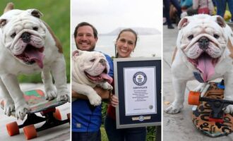 How Otto the Skateboarding Bulldog Set A Guinness World Record