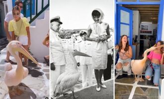 The 65-Year-Long Story of Petros, the Celebrity Pelican of Mykonos Greece
