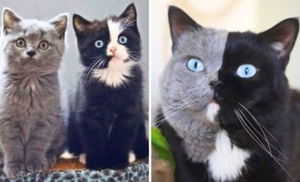 Amazing Narnia the Double Face Cat Has Matching Color Kittens