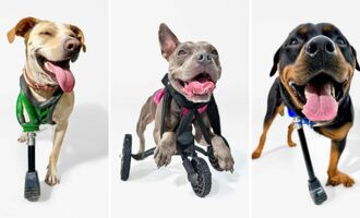The Invincibles: Apple Teams up With 3D Pets To Create Disabled Dog Prosthetics