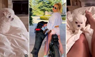 Britney Spears Gets a Puppy Named Snow; Loses Dog Porsha in Divorce