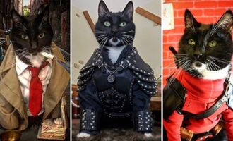 Fawkes the Cat’s Custom Cosplay Makes Him the Ultimate Feline Fanboy (@cat_cosplay)
