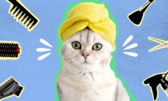 Brushing Up on the Basics: A Comprehensive Furminator for Cats Review