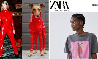 Iggy Joey: Started in a Puppy Mill, Now She’s Modeling for Zara and Mercedes