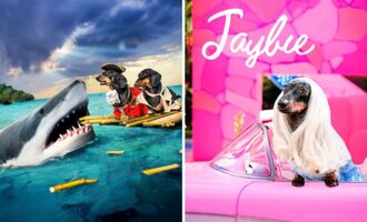 Interview With Doxie Din and Puppy Jay: Award-Winning Dachshund Actors and Their Epic Videos