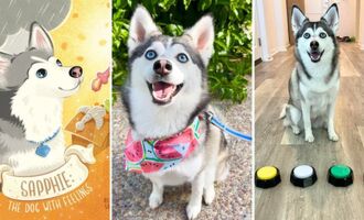 Interview With Sapphie the Pomsky: The Sass-Talking Zoomie Queen (And Children’s Book Author!)