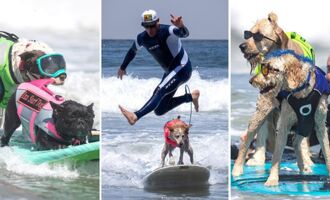 Meet the Winners of the 2023 World Dog Surfing Championship