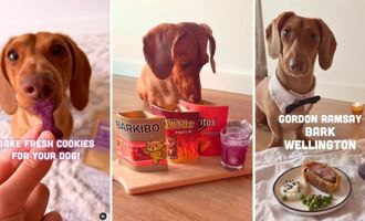 Cedric the Sausage Dog Is Living a Foodie Dream With Gourmet Home-Cooked Meals (@Thecedlife)