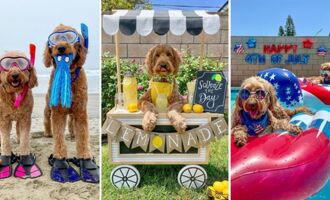 Enjoy an Endless Summer Through the Life of Goldendoodles Lincoln & London