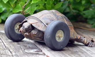 Mrs. T the 90-Year-Old Tortoise Lost Her Legs From a Rat Attack, Now Burns Rubber With Prosthetic Wheels