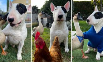 Nino the Bull Terrier and Rillette the Goose Are Best Friends (Oh, And Also Georgette the Chicken)