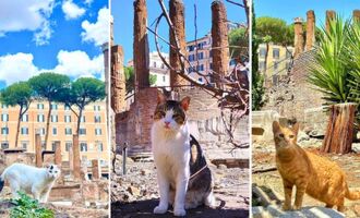 These Ancient Roman Ruins Are Now a Cat Sanctuary
