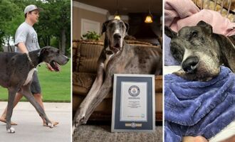 World’s Tallest Dog, Zeus the Great Dane, Has Tragically Passed Away From Cancer at Age Three