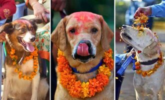 Doggo Day: The Kukur Tihar Is an Annual Hindu Festival That Celebrates Dogs