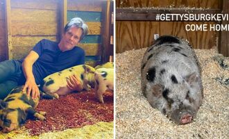 Kevin Bacon the Pig Went Missing – Then Was Found With Help From Kevin Bacon the Actor
