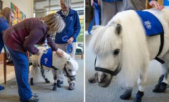 Meet Muchkin, Mayo Clinic’s First Mini Therapy Horse