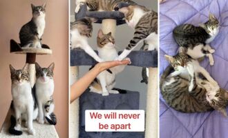 The Nice Rascals: Laughs and Lessons with 10 Rescue Cats