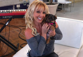 Britney Spears Spends $30,000 on Toys and Clothes for Her Dogs