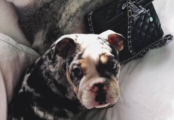 Rolly The $50,000 English Bulldog Adopted By Tyga and Kylie Jenner