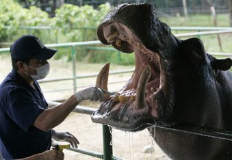Pablo Escobar's $7 Million Pet Hippo Cartel Still Run a Colombian Town