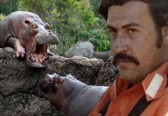 Pablo Escobar’s cocaine hippos now legally considered people, face execution