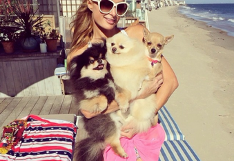 Check Out Paris Hilton’s $325k Dog Villa in Beverly Hills