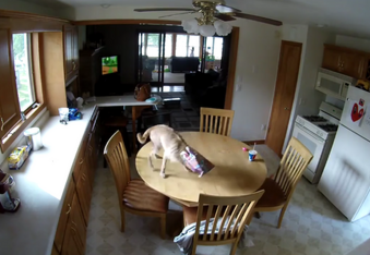 Dog Busted Stealing Food on a Nest Cam