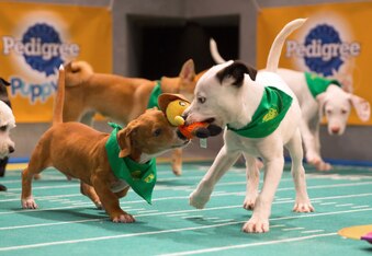 Puppy Bowl XIII - 5 Furry Facts