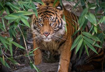 Rare Sumatran Tiger Couple Makes It Facebook Official for Valentine’s Day