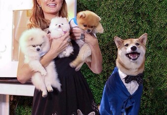The Menswear Dog, Bodhi, Makes $15,000 a Month with Fashion Brand Coach