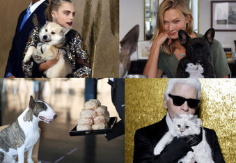 Designer Pets of the Fashion World and Their Celebrity Parents