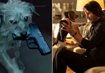 Dog Wick: What if Keanu Reeves and his Puppy in John Wick Switched Roles?