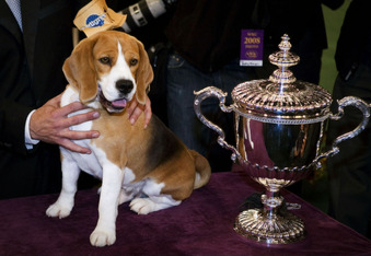 Political Correctness Gone Too Far? The Westminster Dog Show Now Includes Cats