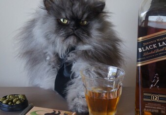 Colonel Meow the Whisky Drinking Cat Still Makes YouTube Royalties