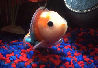 Goldfish Needs Help Swimming, gets Tiny Custom Wheelchair