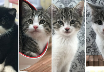 Keeping Up With The Kattarshians: The kitten version of the Kardashians we always wanted