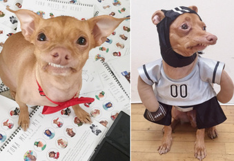 Tuna the Chiweenie Has a Line of Merchandise, Modeling Contracts, and a Book Deal