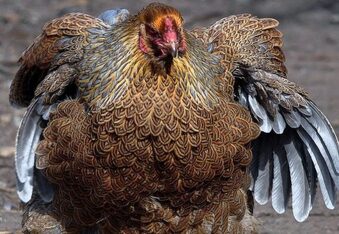 This Giant Chicken Escaped from Jurassic Park
