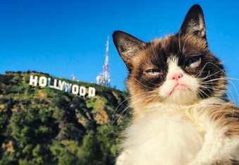 Top 10 Instafamous Felines Who Went From Rags to Richest