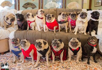 #PugChat: The Weekly Wednesday Twitter Chat All About Pugs