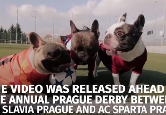 French Bulldogs Playing Soccer for Disabled Dog Charity (VIDEO)