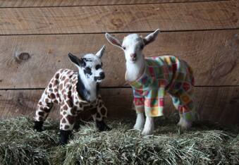 Baby Goats in PJs Frolicking in Colorful Onsies... YES! (Video)